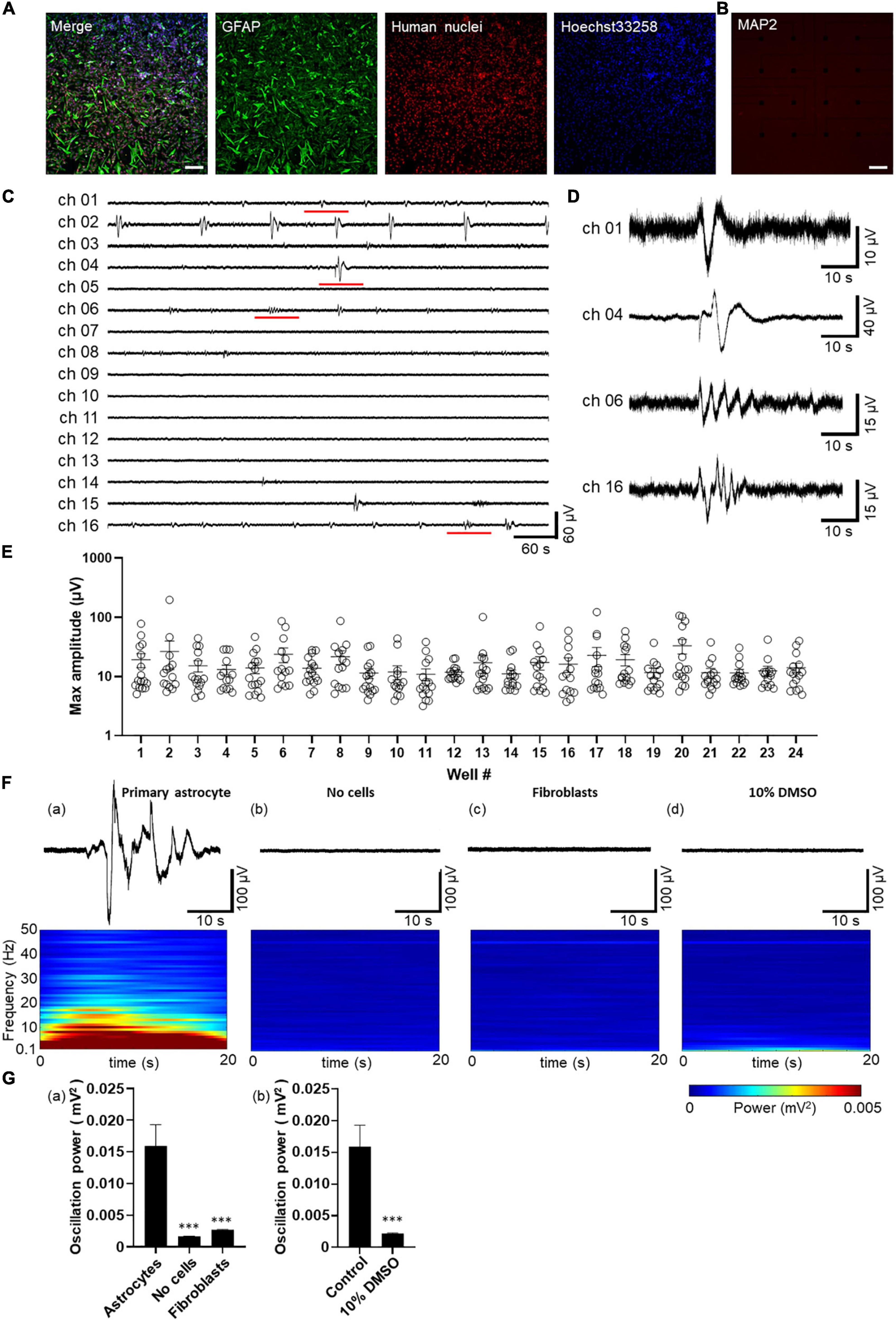 Detection of astrocytic slow oscillatory activity and response to seizurogenic compounds using planar microelectrode array